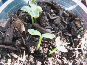 Cantaloupe Sprouting