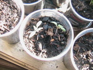 Cherry Tomato Sprouting