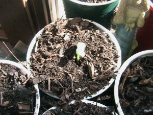 Sunflower Sprouting