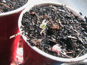 Roma Tomato Sprouting