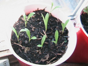 Calendula Sprouting