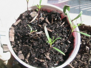 Cosmos Sprouting