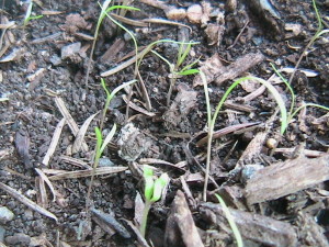 Dill Sprouting