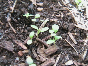 Alyssum Sprouting