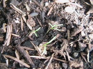 Queen Anne's Lace Sprouting