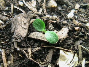 Eggplant Sprouting