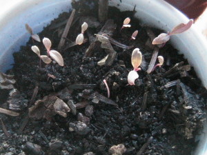 Amaranthus Sprouting