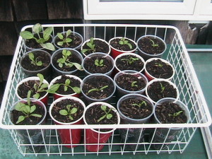 Hardening Spinach Plants