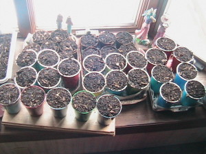 Planted pots