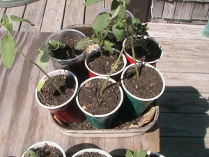 Sunflowers, Tomatoes, and Cantaloupe