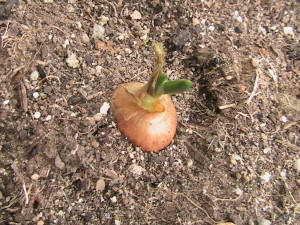 Onion sprouting #1