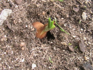 Onion Sprouting #2