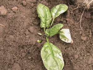 Spinach in the Ground