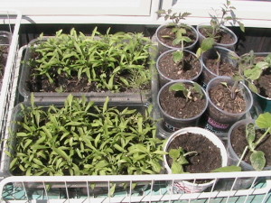 Alyssum and Tomatoes
