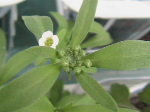 Alyssum Flower White