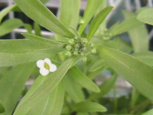 Alyssum Blossoms