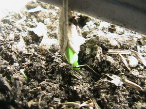 First Pumpkin Sprouting