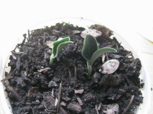 Pumpkin Plants