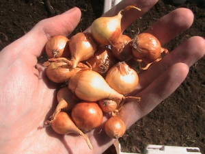 Onion Bulbs