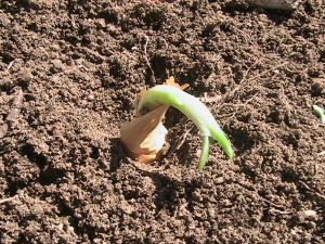 Example of Onion Sprouting