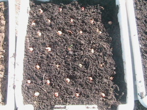 Planted Onions