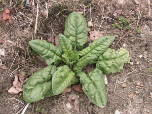 Spinach Plant Ready for Picking