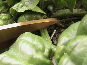 Cutting Spinach Leaf