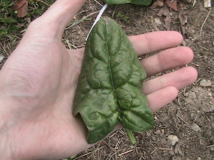 Size of Spinach Leaf