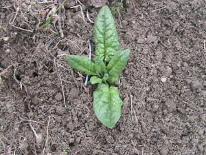 Weeded Spinach