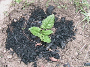 Spinach Plant with Wood Ash