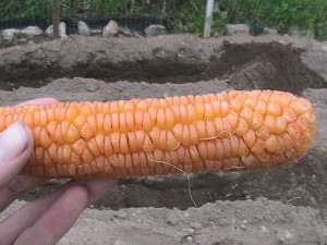 Dried Ear of Corn