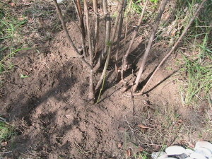 Weeded Blueberry Plant 2
