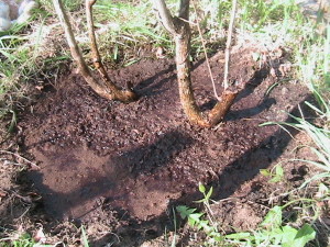 Watered Peat Moss