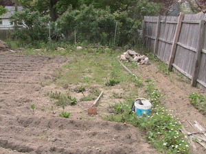 Before Weeding Spinach