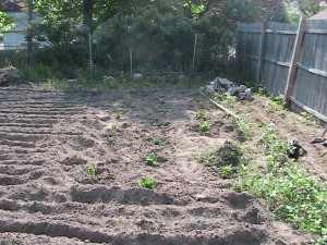 After Weeding Spinach