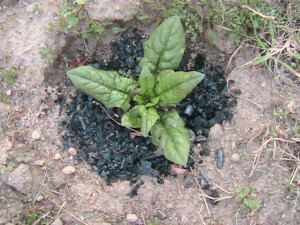 Spinach with Wood Ash progress