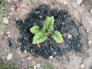 Spinach with Wood Ash Progress #2