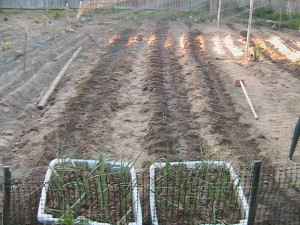 Celery and Carrot Rows