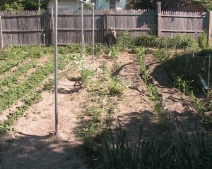 Unweeded Corn