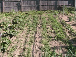 Unweeded Carrots and Empty Space