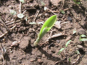 Corn Sprouting