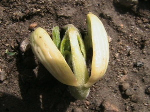 Bean Plant Emerging