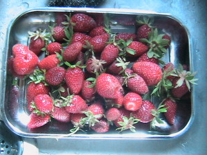 Pile of Picked Strawberries