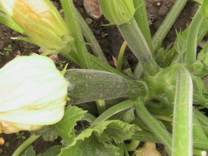 Other Zucchini Plants