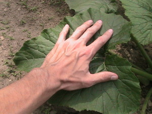 Large Zucchini Leaves