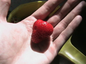 Average Sized Strawberry