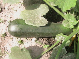 Zucchini