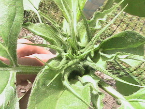Sunflower Getting Ready to Open