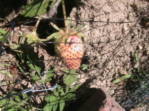Strawberry Turning Red