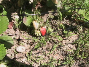 Strawberry Beginning To Ripen